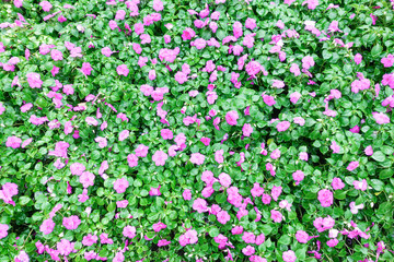 Bright pink impatiens hawkeri flowers