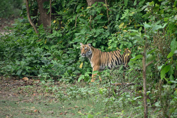 Naklejka na ściany i meble Jim Corbett tiger reserve forest, India