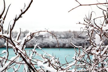 Snow-covered branches trees in winter.