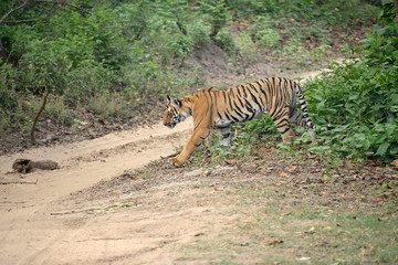 Fototapeta premium Jim Corbett tiger reserve forest, India