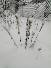 snow covered branches