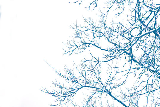 Snow-covered branches trees. beautiful natural winter background.