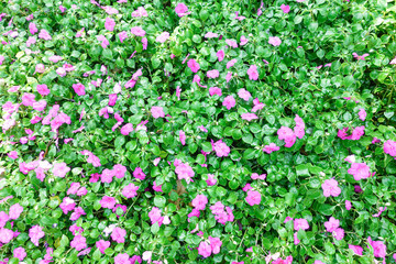 Obraz na płótnie Canvas Bright pink impatiens hawkeri flowers