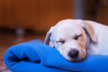 A beautiful Labrador puppy, sleeping adorably on his blue blanket