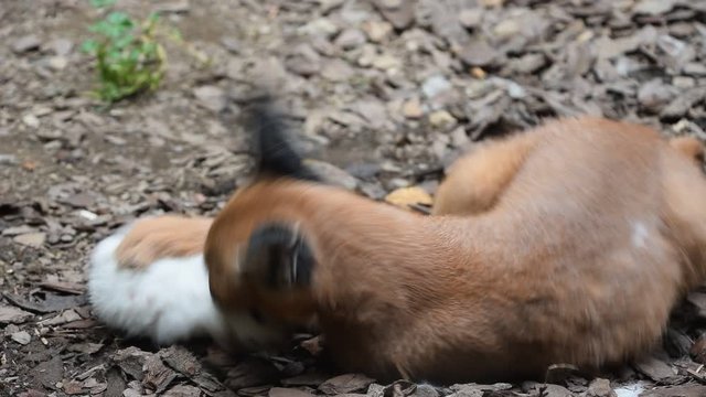 Close up of baby caracal playing with dead rat