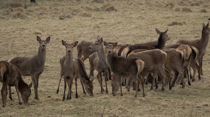 Naklejka na ściany i meble Deer standing in a field in Winter in the Scottish Cairngorms, UK