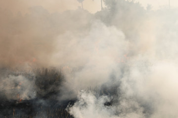 The agricultural waste burning cause of smog and pollution