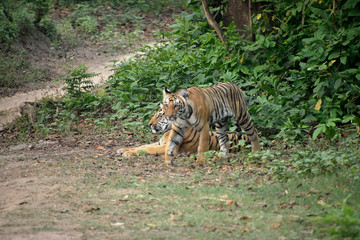Fototapeta na wymiar Jim Corbett tiger reserve forest, India