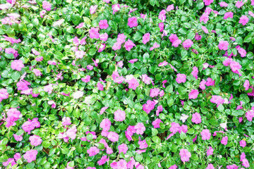 Bright pink impatiens hawkeri flowers