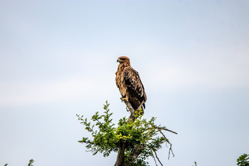 Martiial Eagle in tree