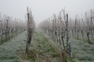 Malerischer Weingarten im Winter bei Nebel und Frost