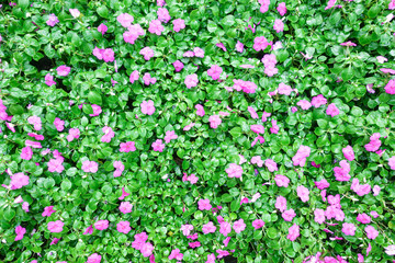 Bright pink impatiens hawkeri flowers