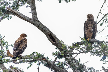 Martiial Eagle in tree