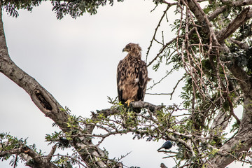 Martiial Eagle in tree