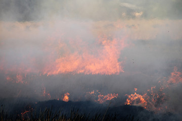 The agricultural waste burning cause of smog and pollution