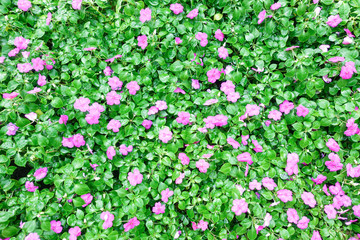 Bright pink impatiens hawkeri flowers