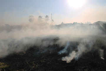 Fototapeta na wymiar The agricultural waste burning cause of smog and pollution