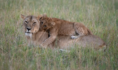 Lion cub lying on lioness