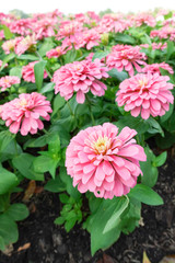 Fototapeta premium Pink Zinnia elegans flower in the field.