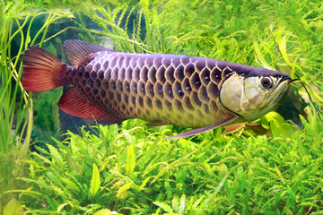 Asian arowana, Scleropages formosus, the dragon fish.