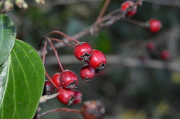 berries