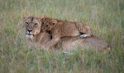lion and lioness