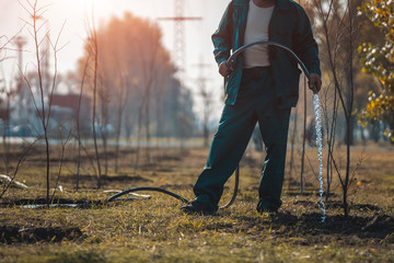 gardener watering young trees in summer garden