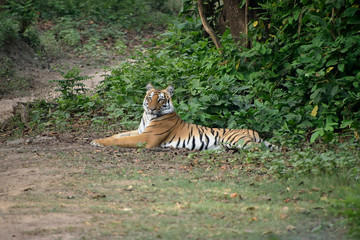 Jim Corbett tiger reserve forest, India