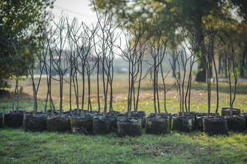 reforestation set of young trees trunks in pots