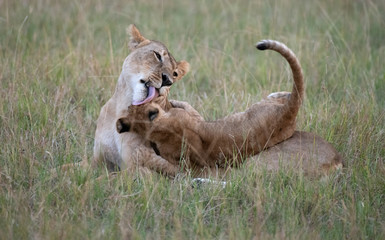 lioness and cub