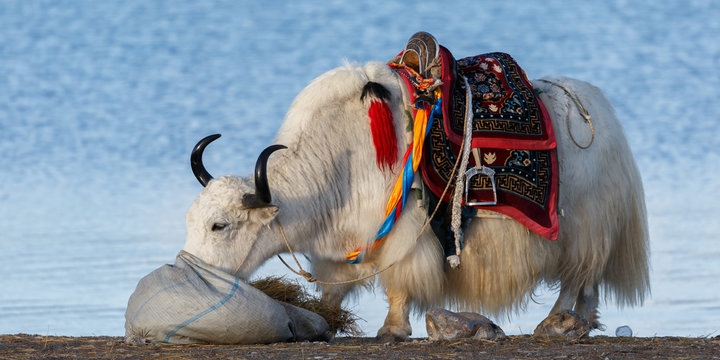 Close-up of white, furry yak with black horns. Eating grass and having a colorful saddle on its back. In the background the waters of Nam Tso lake (Tibet, China). Once wild, now tamed animal.