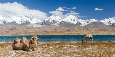 Panorama with two camels at Lake Karakul. In the background snow-capped Pamir mountains and blue...