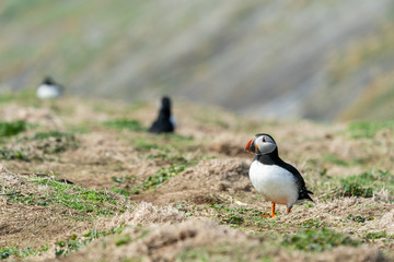 Puffin on Skomer Island.