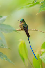 Violet-tailed Sylph - Aglaiocercus coelestis, beautiful long tailed hummingbird from western Andean slopes of South America, Mindo, Ecuador.