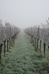 Winterliche Zeilen von Rebstöcken im Nebel