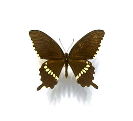 Fototapeta premium beautiful butterflies in the white background
