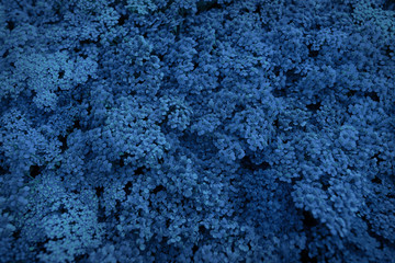 Fototapeta na wymiar Top view of flowers background colored in blue color. Trendy color background
