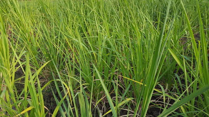 Expanse of sugar cane is about 3 months old. Basic ingredients for making sugar and other sweeteners with good business value