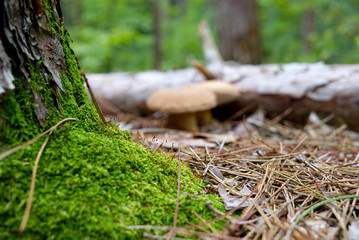 Trunk of Tree close-up covered with green moss, pine needles everywhere