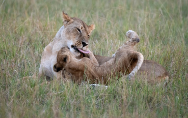 lioness and cub playing