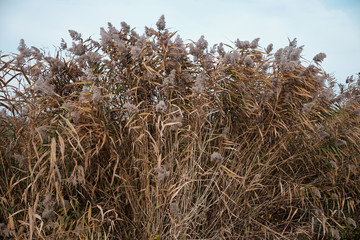 dried reeds as background at Balaton lake in the autumn