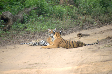 Jim Corbett national tiger reserve forest