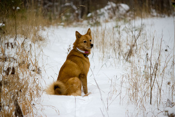 finnish spitz with sits in the winter forest - obrazy, fototapety, plakaty