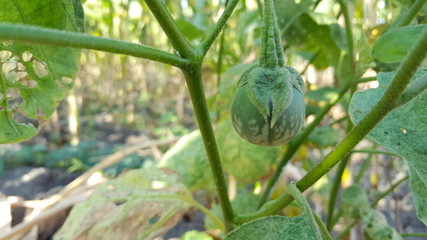 Eggplants are growing in vegetable garden, one of agriculture product with good vale business