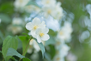 White flowers of Philadelphus. Philadelphus is ornamental flowering shrubs in the garden. Philadelphus fragrant flowers, selective focus, blurred background with beautiful bokeh