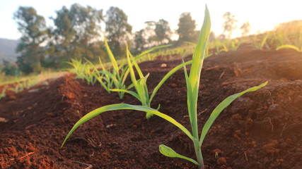 Corn seedlings with sunlight Thailand