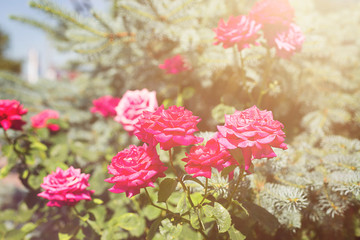 Flower composition. Summer bright red fragrant garden roses in a bush in the sun.