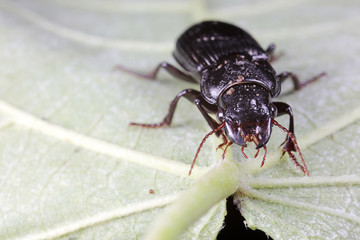 Coleoptera Carabidae Insects in Nature