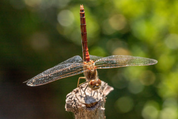 Dragonfly
