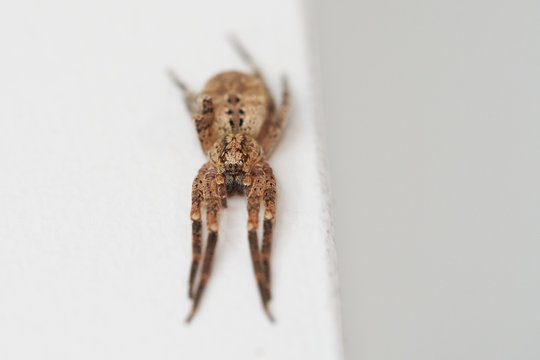 Zoropsis spinimana (Zoropsidae) Close up of a spider. Macro photography   